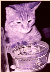 [Cute picture of my
cat, Carlos, here.  He's orange, and regarding a now empty container
of salsa.]