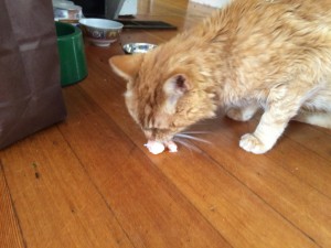 Nibbling on a shrimp, June 7