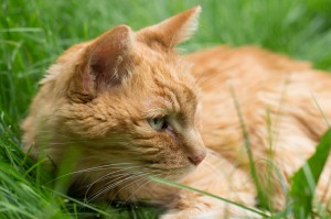 In the grass