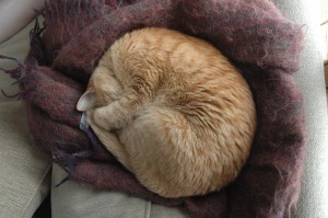 Sleeping, armadillo-style