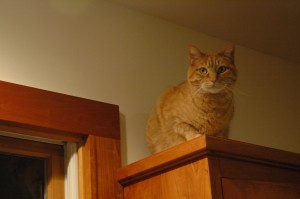 Carlos atop a cabinet in NH
