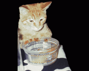 A very young Carlos investigates an empty salsa container sitting on one of my foam cow-cubes, circa 1996.