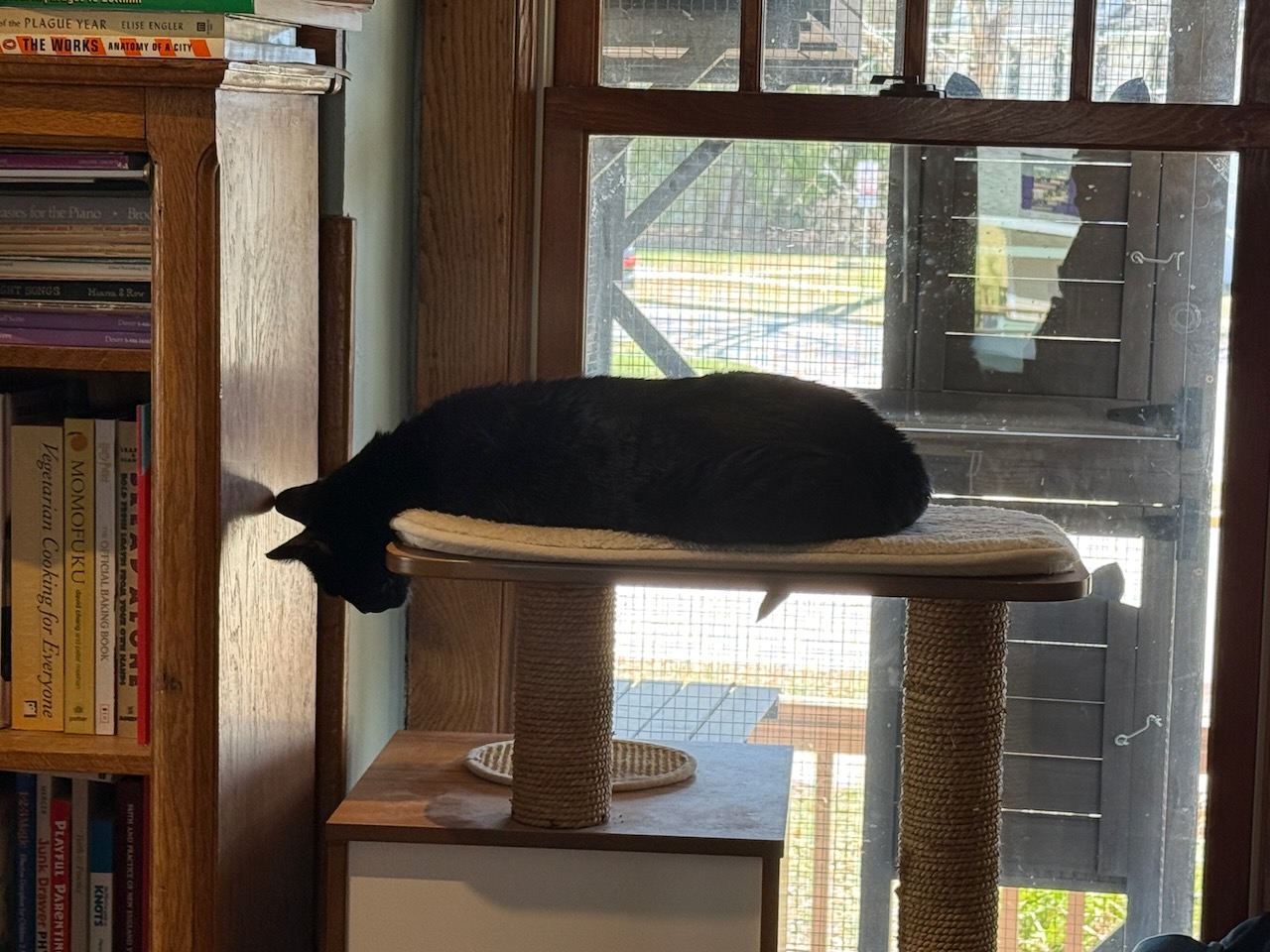 A current cat photo.