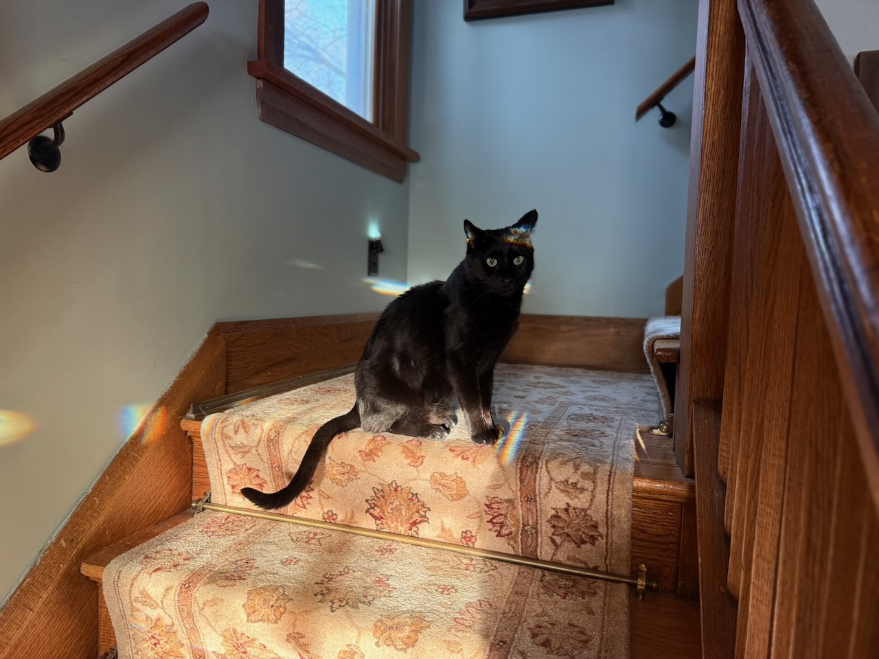 Another current cat photo.