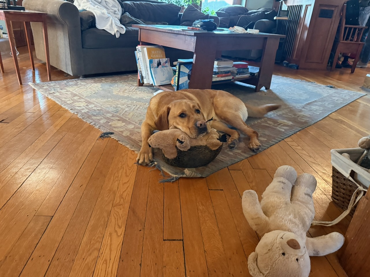 A current photo of George the dog.